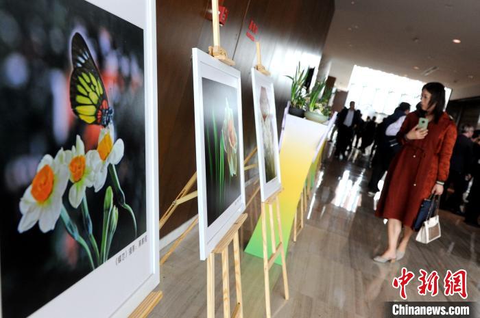 期間，主辦方還舉辦水仙花攝影作品展示?！埥鸫?攝