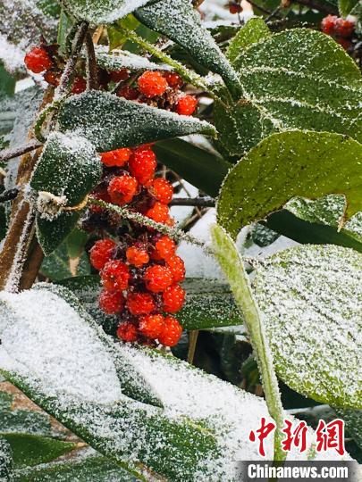 三明市泰寧縣雪景?！〗愊?攝