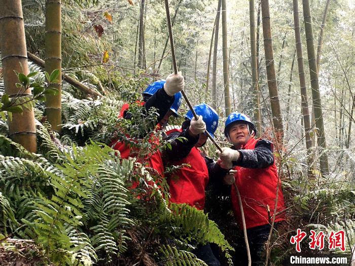 12月30日，泰寧縣供電公司正在展開全線特巡清障工作?！〗愊?攝