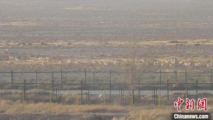 氣溫驟降野生黃羊、蒙古野驢到中蒙邊境覓食成新年景觀