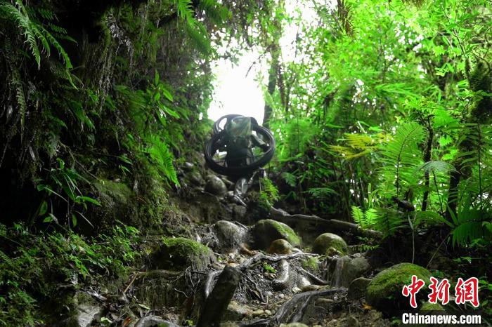 圖為官兵們穿越叢林背運(yùn)光纜鋪設(shè)線路。　楊振坤 攝