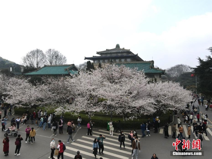 航拍武漢大學 游人共赴“櫻花之約”