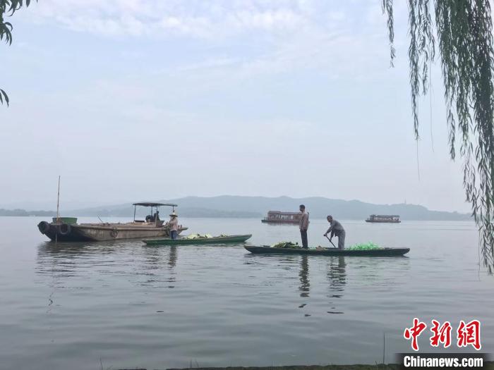圖為工作人員在西湖水面作業(yè)?！〗瓧顭?攝