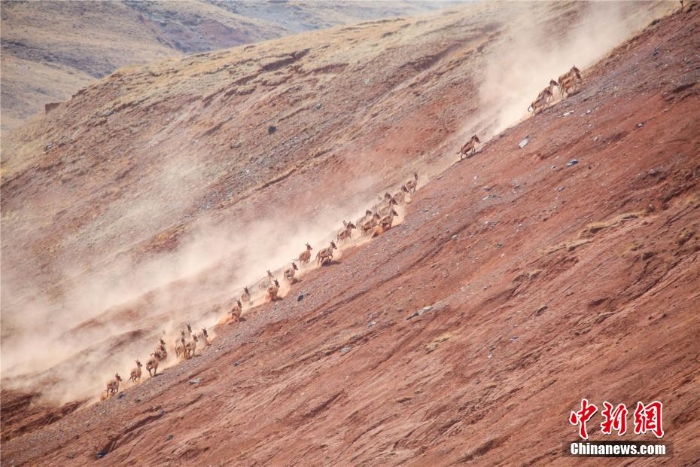 難得一見！祁連山下野生動(dòng)物“組團(tuán)”出道擺造型