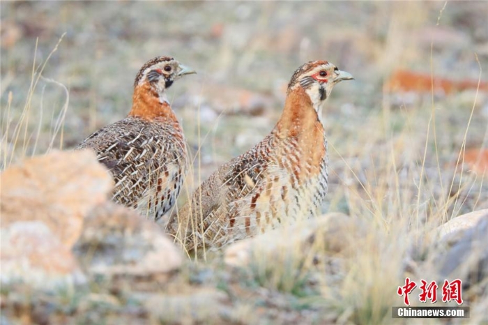 難得一見！祁連山下野生動(dòng)物“組團(tuán)”出道擺造型