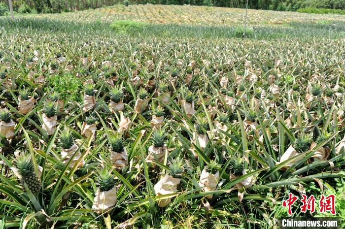 漳浦縣湖西鄉(xiāng)的鳳梨農(nóng)場(chǎng)喜迎豐收季?！埥鸫?攝