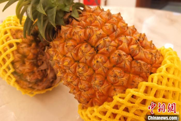 成熟的臺(tái)灣鳳梨。　張金川 攝