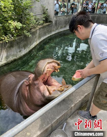 大河馬張開大口品嘗西瓜?！〕啥紕?dòng)物園供圖