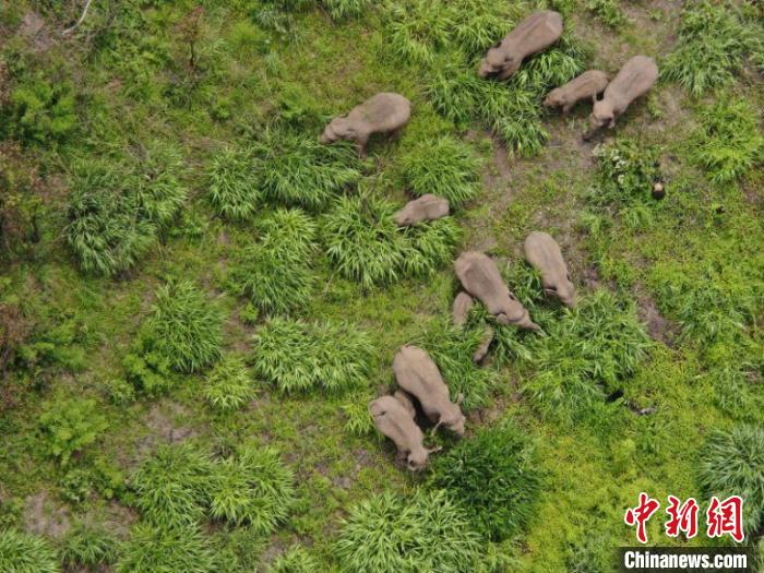 圖為監(jiān)測(cè)到的象群?！≡颇鲜∩窒揽傟?duì)提供