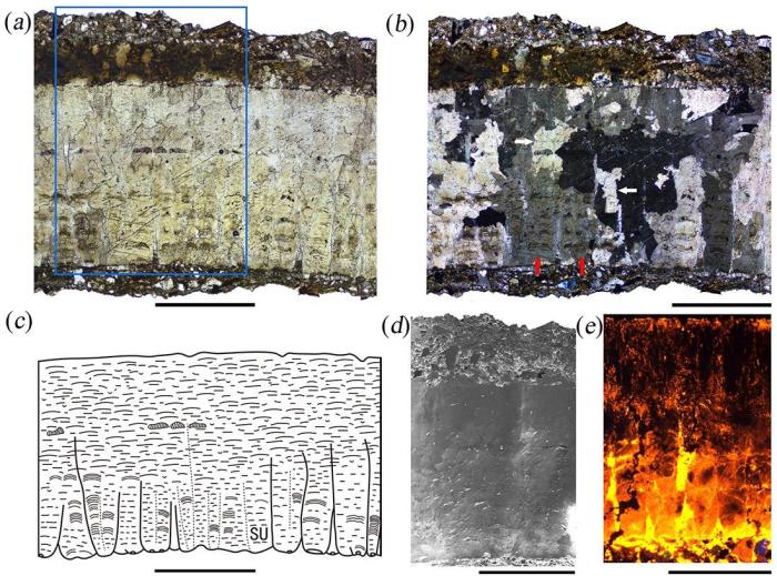蛋殼徑切面：a單偏光顯微鏡圖像；b正交偏光顯微鏡圖像；c素描圖；d掃描電子顯微鏡圖像；e陰極發(fā)光圖像 研究團(tuán)隊(duì) 供圖