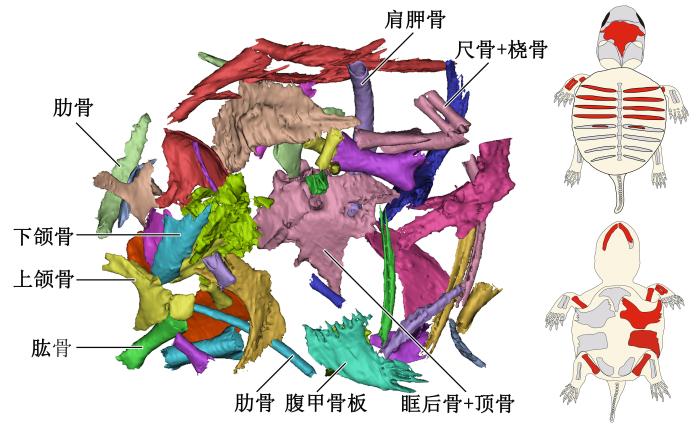 胚胎骨骼的復(fù)原與重建，左圖為3D重建圖，右圖紅色部分為識(shí)別出的龜胚胎骨骼?！⊙芯繄F(tuán)隊(duì) 供圖