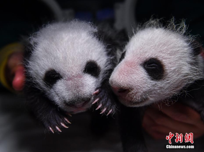 四川阿壩:兩對大熊貓雙胞胎滿月 毛茸茸十分可愛