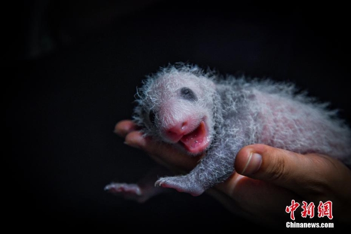 四川阿壩:兩對大熊貓雙胞胎滿月 毛茸茸十分可愛