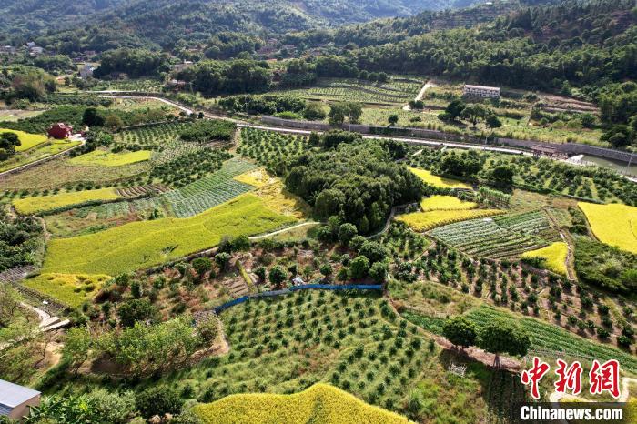 林柄村秋色宜人?！⊥鯑|明 攝