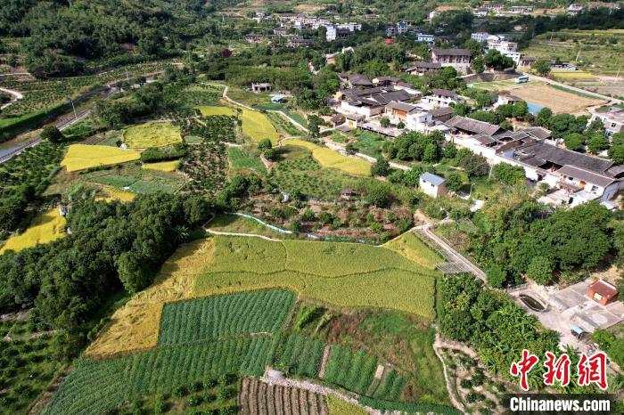 林柄村秋色宜人?！⊥鯑|明 攝