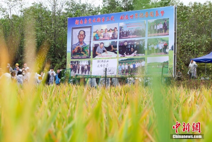 袁隆平團(tuán)隊第三代雜交水稻雙季稻畝產(chǎn)超1600公斤