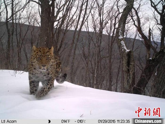 野生東北豹。(資料圖) 東北虎豹國家公園管理局供圖