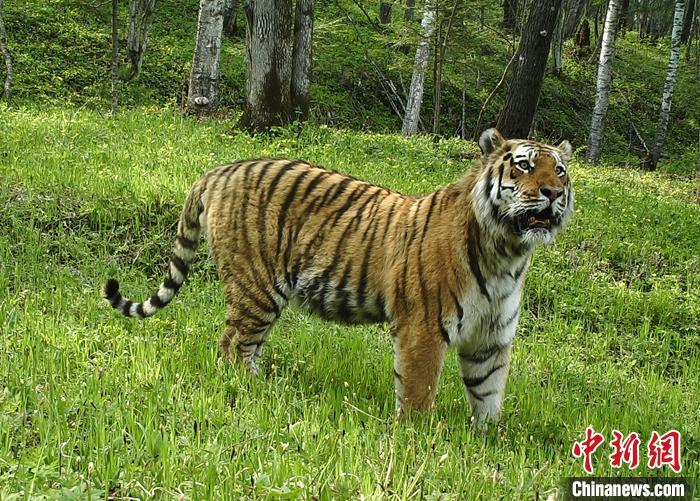 資料圖為遠(yuǎn)紅外相機(jī)拍攝的東北虎照片。 <a target='_blank' href='http://www.chinanews.com/'>中新社</a>發(fā) 東北虎豹國家公園管理局 供圖