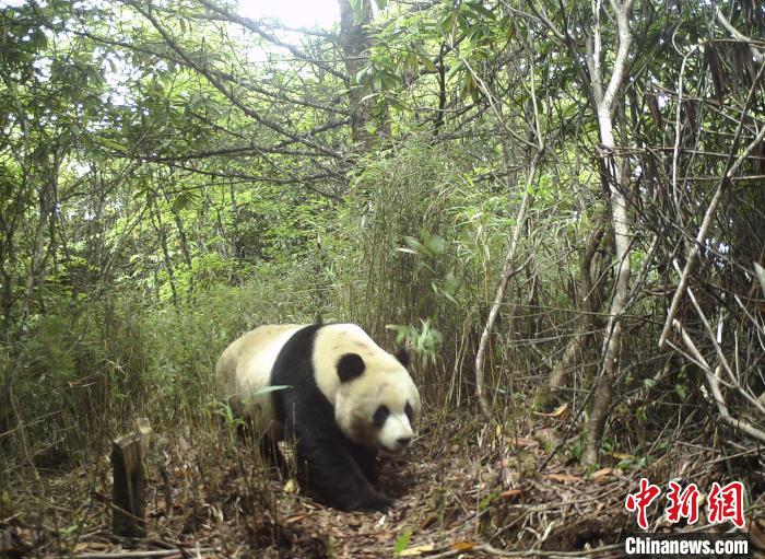 紅外線相機(jī)拍攝到的大熊貓影像?！〈笮茇垏夜珗@供圖