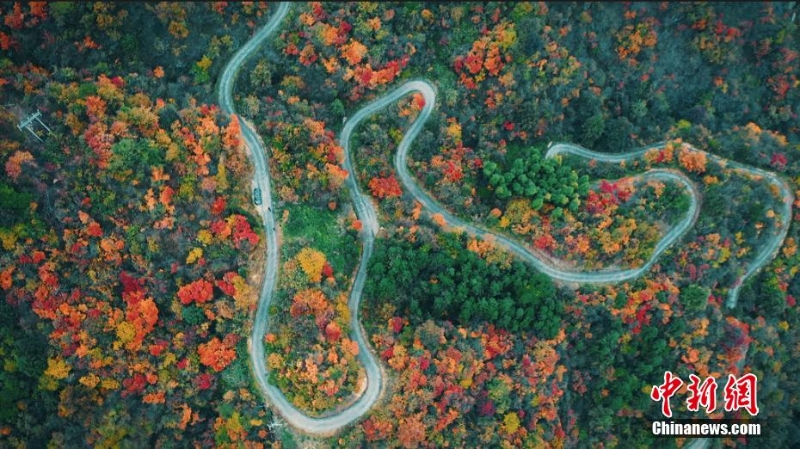 安徽岳西:山林浸染 五彩斑斕