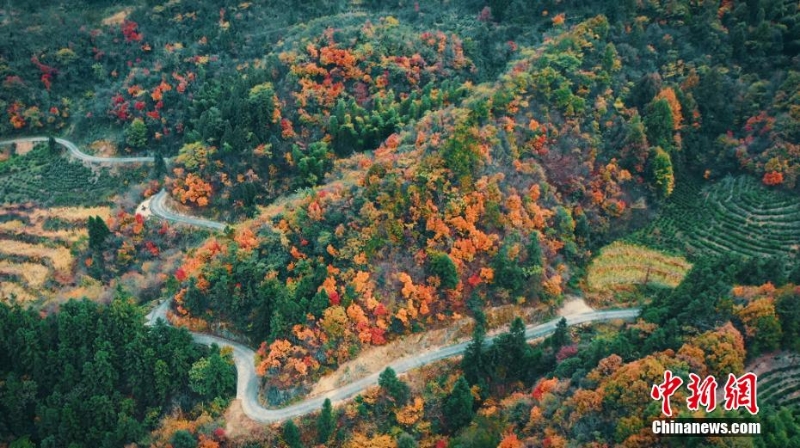 安徽岳西:山林浸染 五彩斑斕