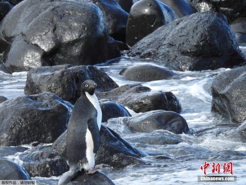 跨大洲“旅行”的企鵝 從南極來到新西蘭
