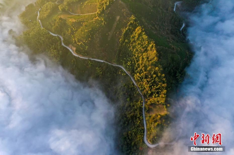 浙江景寧：壯麗云海入畫來(lái)