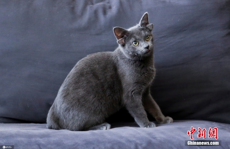 耳內(nèi)有耳 土耳其一貓咪天生四只耳朵走紅網(wǎng)絡