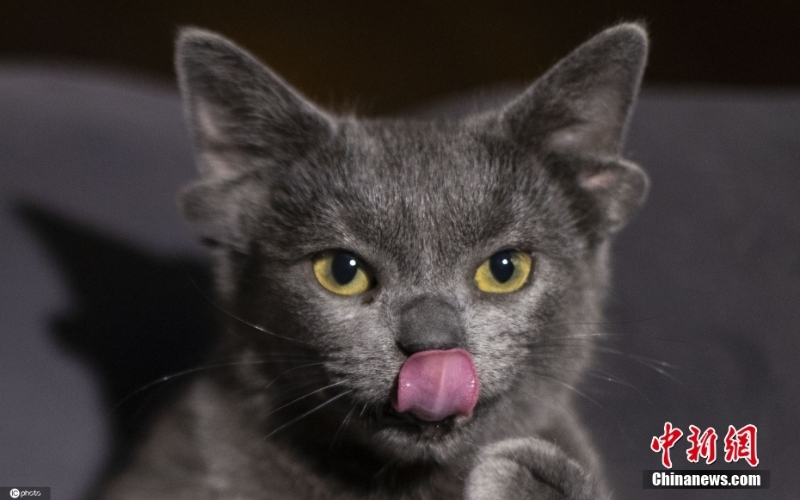 耳內(nèi)有耳 土耳其一貓咪天生四只耳朵走紅網(wǎng)絡