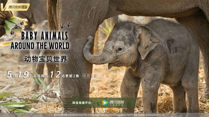 《動(dòng)物寶貝世界》