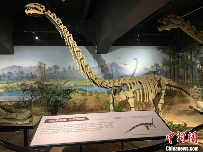 圖為藏于湖北地質(zhì)博物館的“湖北鄖縣龍” 武一力 攝 圖為藏于湖北地質(zhì)博物館的“湖北鄖縣龍” 武一力 攝