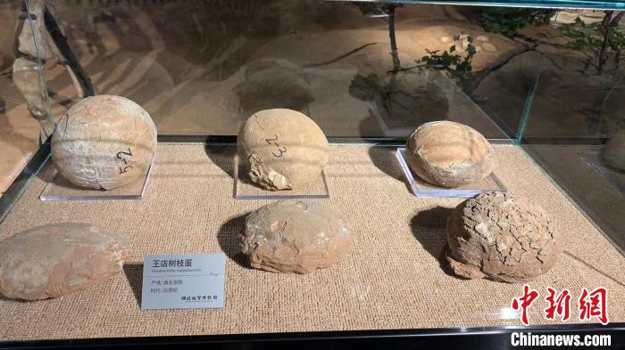 圖為藏于湖北地質(zhì)博物館的“王店樹枝蛋” 武一力 攝 圖為藏于湖北地質(zhì)博物館的“王店樹枝蛋” 武一力 攝