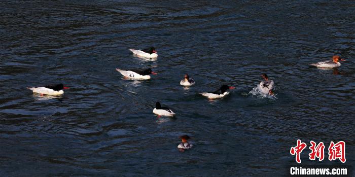 中華秋沙鴨聚集在一起相互嬉耍 唐萬鈺 攝 中華秋沙鴨聚集在一起相互嬉耍 唐萬鈺 攝