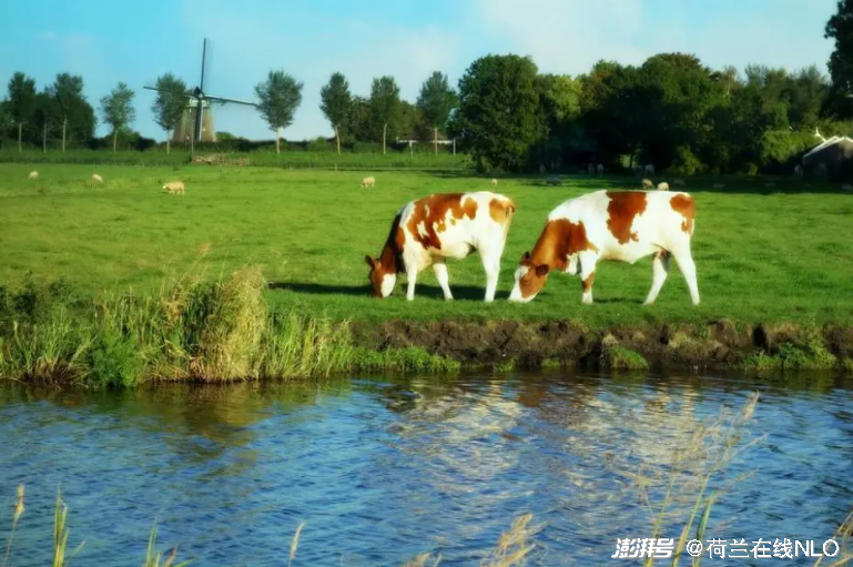 圖丨典型荷蘭田園景色，圖/pixabay圖庫授權使用