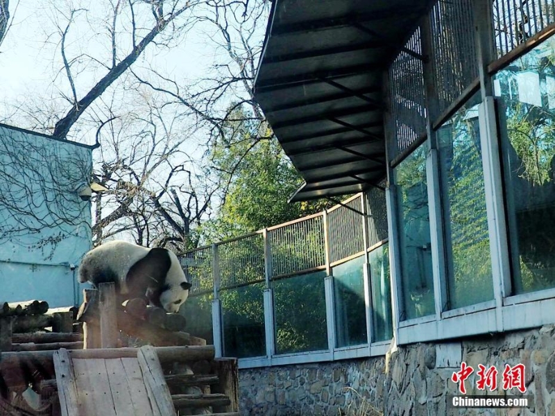 “越獄”大熊貓圍欄加裝防護擋板