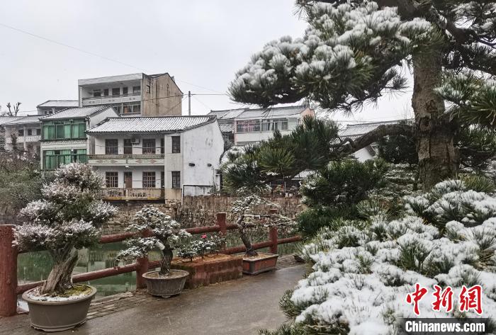 圖為：寧波奉化溪口鎮(zhèn)三十六灣村綠植上堆起雪花?！≡ǔ?通訊員) 攝