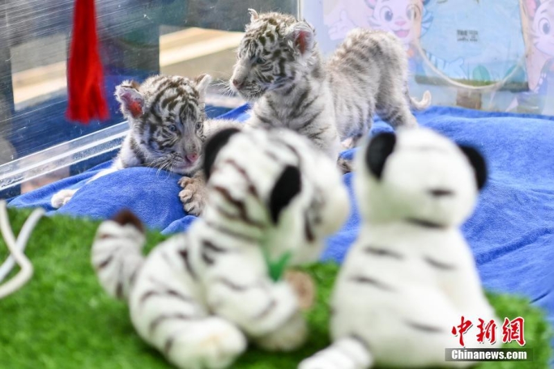 廣州長隆新生白虎“龍鳳胎”亮相