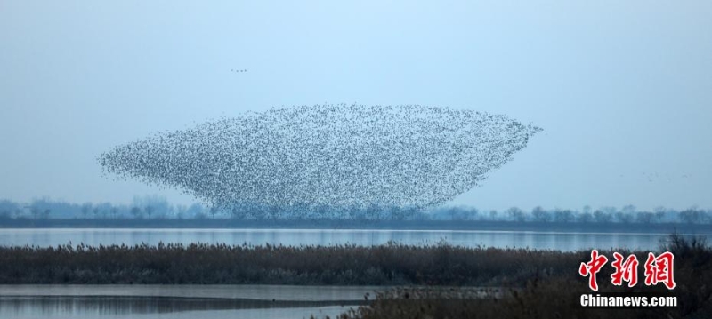 “京津冀最美濕地”衡水湖現(xiàn)萬(wàn)鳥齊飛“鳥浪”景觀