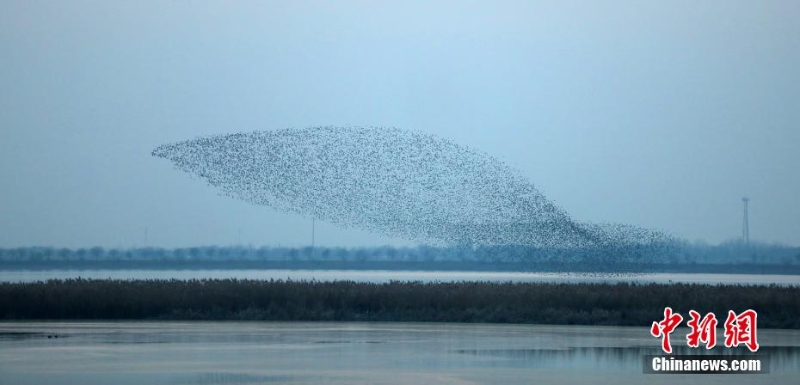 “京津冀最美濕地”衡水湖現(xiàn)萬(wàn)鳥齊飛“鳥浪”景觀