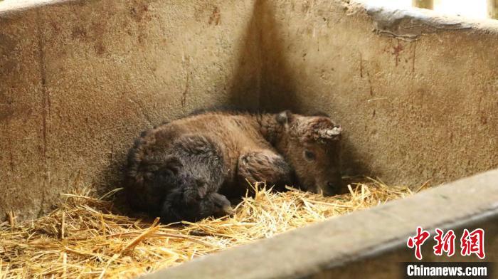 金毛羚牛幼崽蜷縮在籠舍中?！″X(qián)晨菲 攝