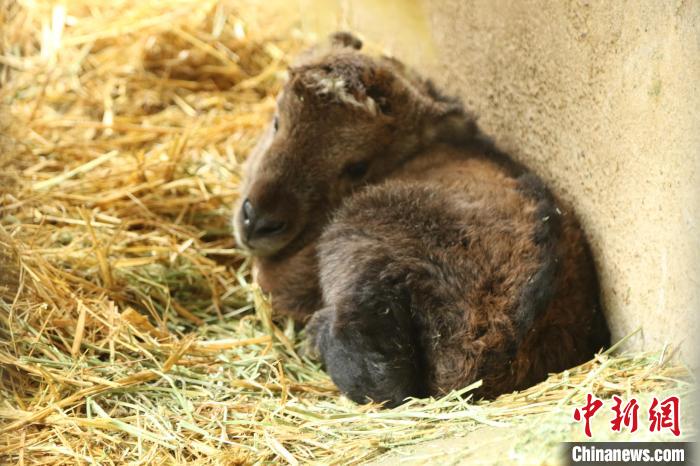 金毛羚牛幼崽正在休息?！″X(qián)晨菲 攝