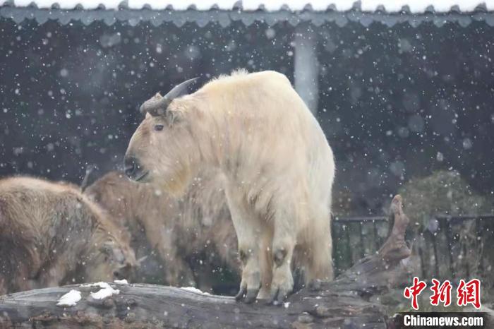 圖為羚牛在雪中“散步”?！∥靼睬貛X野生動物園供圖