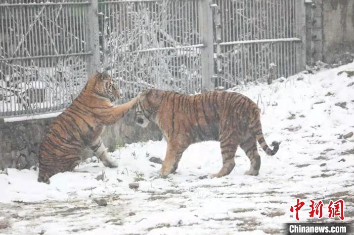 圖為東北虎在雪中嬉戲?！∥靼睬貛X野生動物園供圖