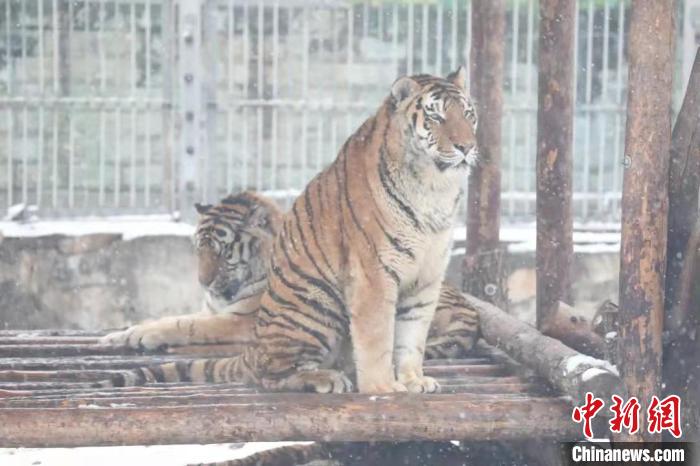 圖為東北虎在雪中嬉戲?！∥靼睬貛X野生動物園供圖