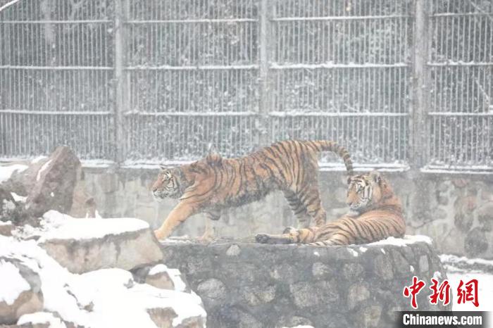 圖為東北虎在雪中嬉戲?！∥靼睬貛X野生動物園供圖