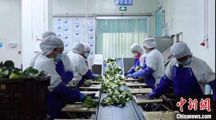 圖為企業(yè)員工進(jìn)行供港蔬菜整理。　深圳市工商聯(lián) 供圖