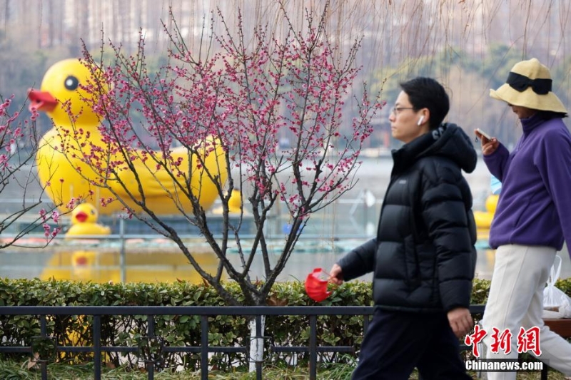 南京梅花綻放春色滿園