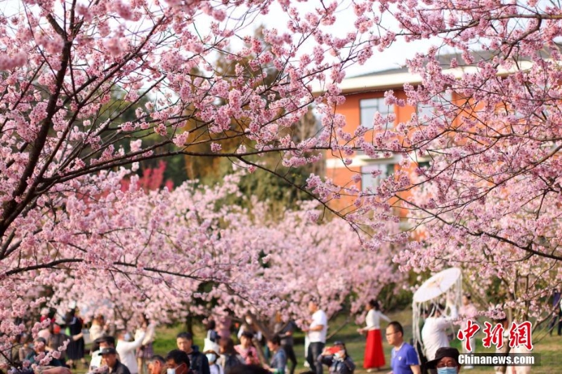 古都南京花紅柳綠春意盎然