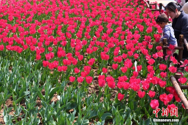 古都南京花紅柳綠春意盎然