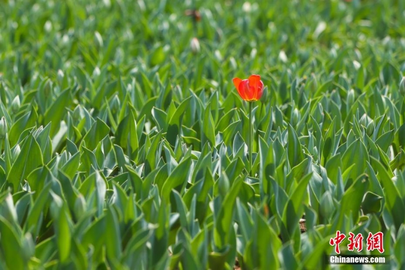 古都南京花紅柳綠春意盎然